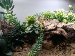 Terrarium von B. hamorii